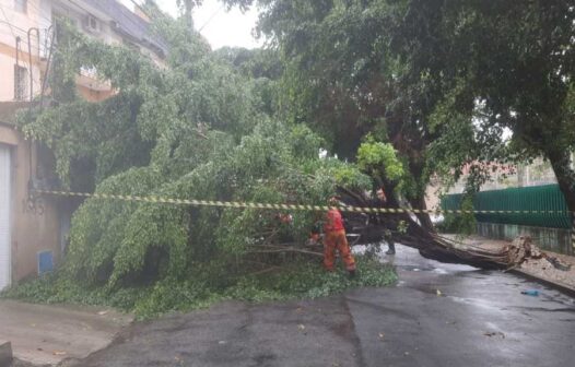 Após chuvas, bombeiros cortam 46 árvores em situação de perigo no Ceará