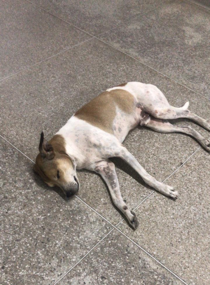 Após dono morrer no hospital, cachorro espera no portão da unidade todo dia