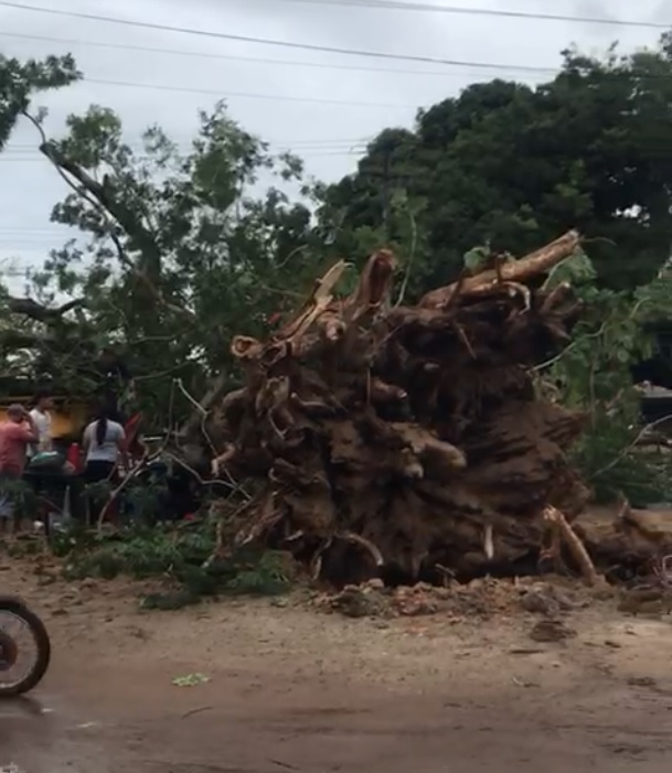 Árvore cai em cima de carro com uma família dentro em Pacajus