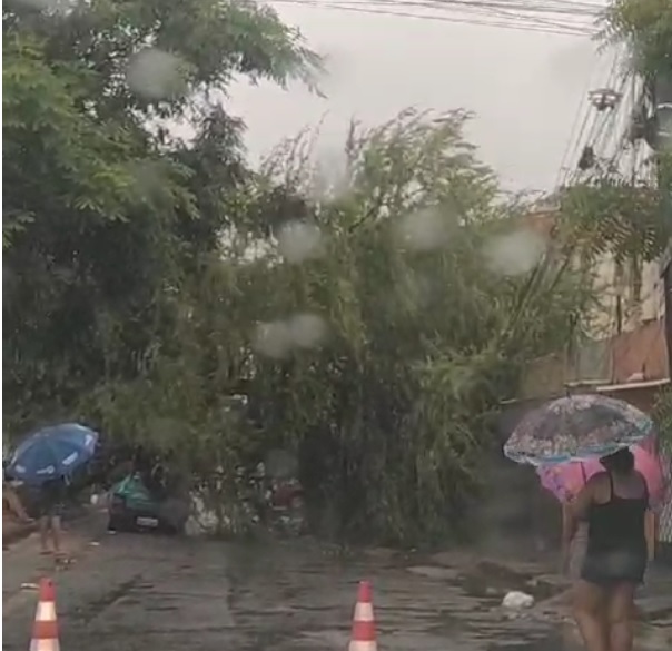 Fortaleza registra queda de ao menos nove árvores em meio às chuvas