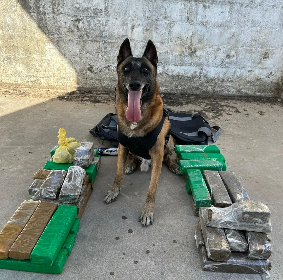 Com ajuda de cão farejador, Polícia Civil apreende 28 kg de maconha em Fortaleza