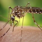 Saiba por que a forma grave de dengue não é mais designada “hemorrágica”