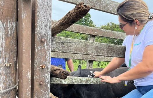 Vacinação contra febre aftosa alcança quase 1 milhão de animais e bate recorde no Ceará