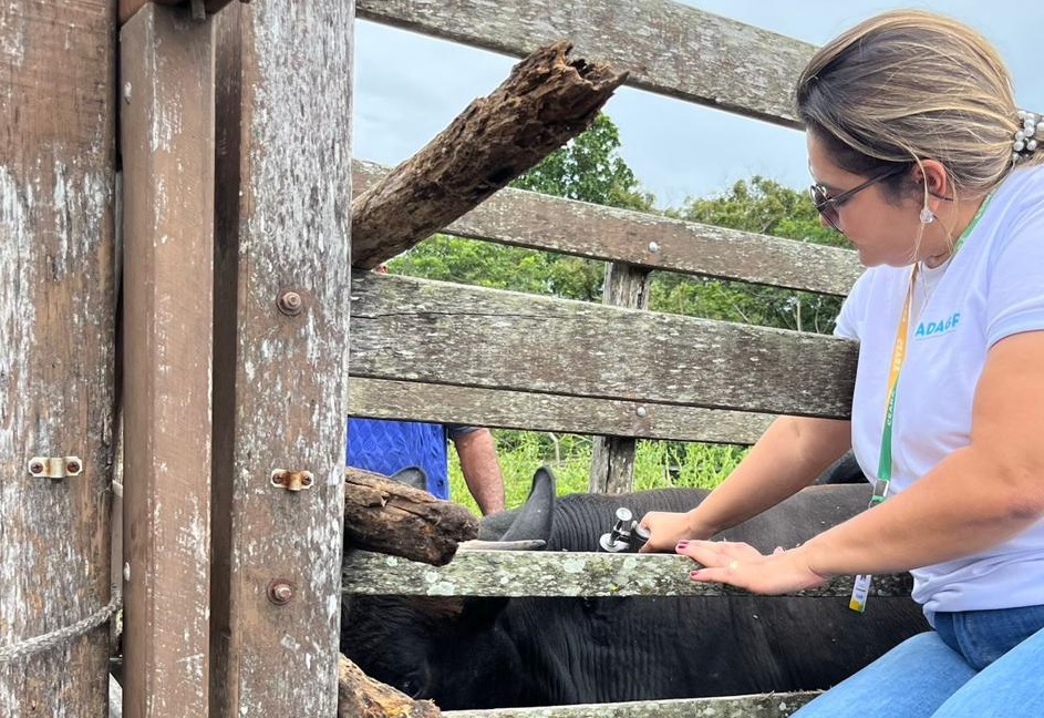 Vacinação contra febre aftosa alcança quase 1 milhão de animais e bate recorde no Ceará