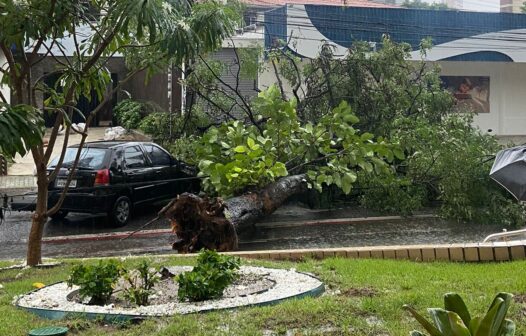 Fortaleza: árvore cai em rua do bairro Aldeota após fortes chuvas