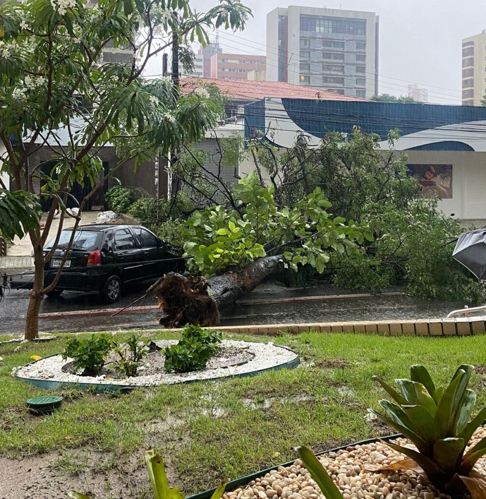 Fortaleza: árvore cai em rua do bairro Aldeota após fortes chuvas