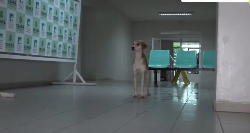 Cachorro que esperava na porta de hospital é levado para tratamento e adoção