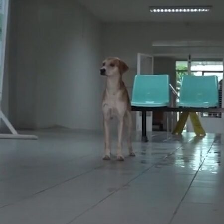 Cachorro “Caramelo” espera por tutor há uma semana na porta do Hospital Mental de Messejana, em Fortaleza