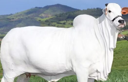 Vaca mais cara do mundo está no Brasil; saiba quanto custa