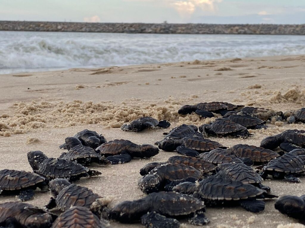 Nascem primeiras tartarugas de ninhos formados na nova faixa de praia do Icaraí, em Caucaia