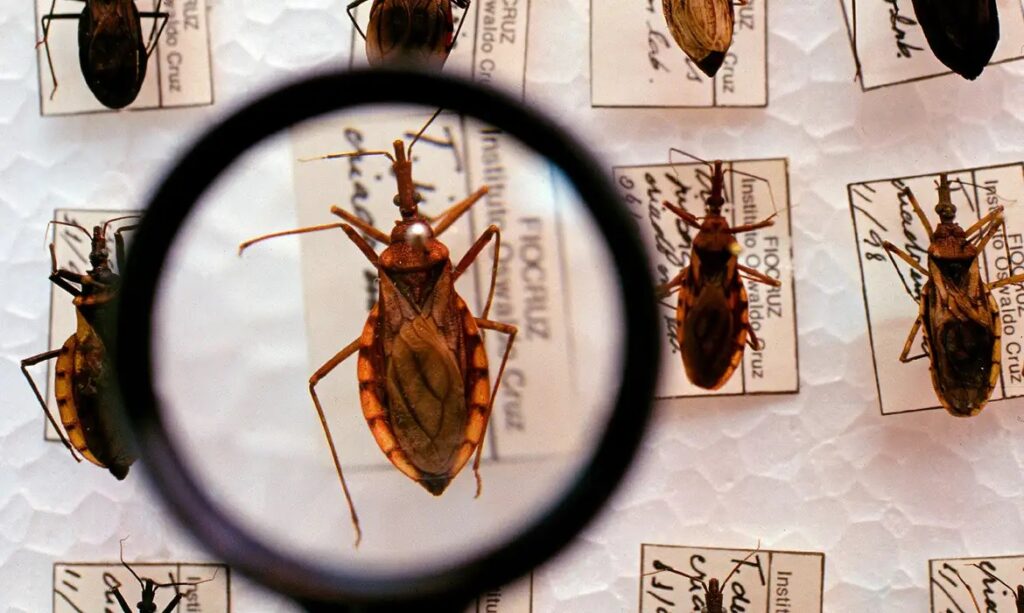 Doença de Chagas: Ceará registrou 26 casos confirmados nos últimos seis anos