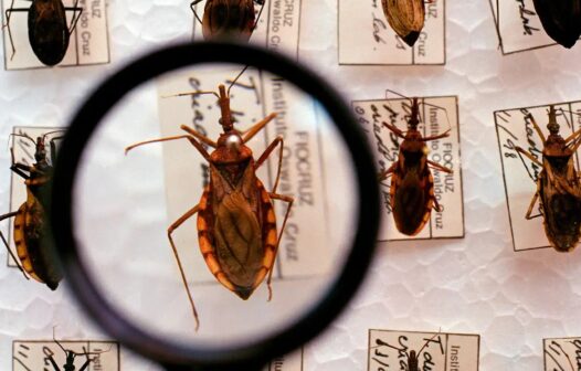 Doença de Chagas: Ceará registrou 26 casos confirmados nos últimos seis anos