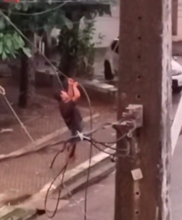 Homem é flagrado pendurando-se em fios de energia para furtá-los em Fortaleza