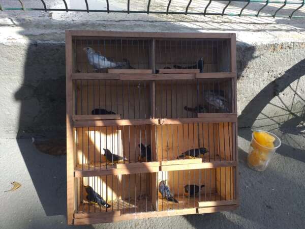 50 pássaros silvestres são resgatados em feira livre de Fortaleza