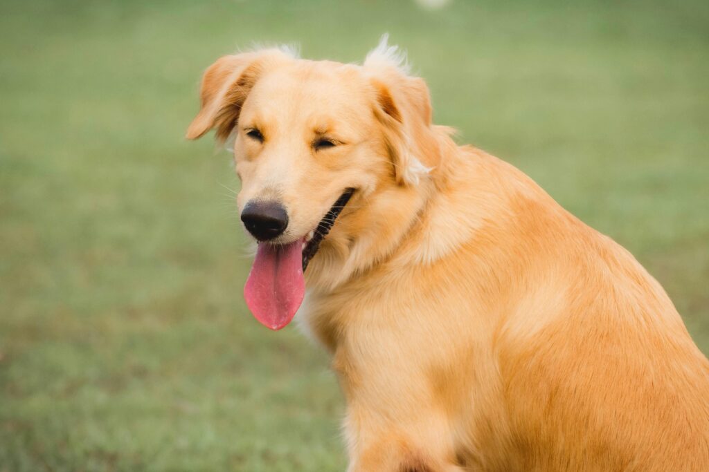 Conheça a raça Golden Retriever, uma das raças mais populares de cachorro