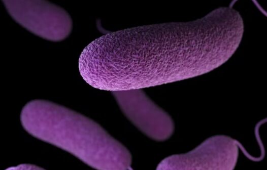 Brasil registra primeiro caso local de cólera em 18 anos, informa Ministério