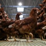 Ceará tem caso suspeito de gripe aviária; Mapa investiga foco em três estados