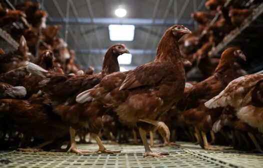 Agricultura confirma mais 1 caso de gripe aviária em ave silvestre no País; total sobe para 163