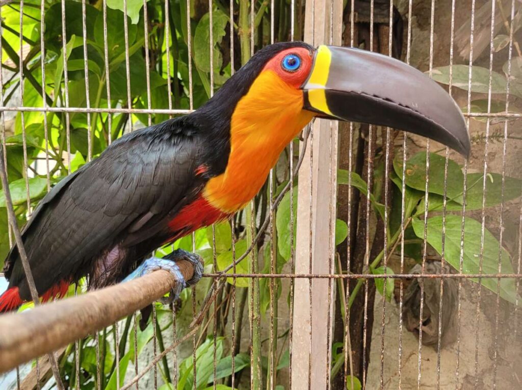 Tucano-de-bico-preto é resgatado dentro de casa na Barra do Ceará, em Fortaleza