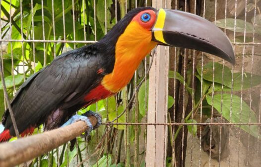 Tucano-de-bico-preto é resgatado dentro de casa na Barra do Ceará, em Fortaleza