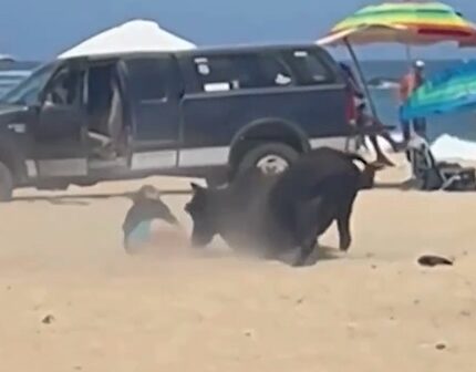 Vídeo: touro escapa de fazenda e ataca turistas em praia no México