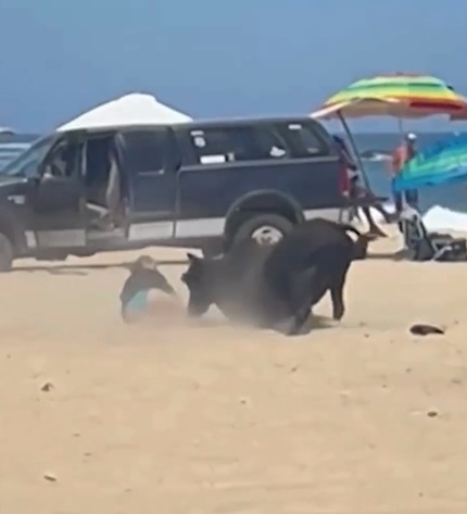 Vídeo: touro escapa de fazenda e ataca turistas em praia no México