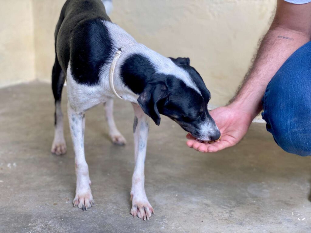 Mutirão de cadastro para protetores de animais ocorre neste fim de semana em Fortaleza