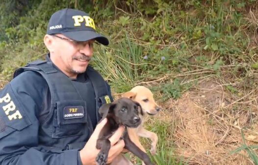 Duas cadelas são resgatadas pela PRF após serem abandonadas em caixa às margens da BR-116