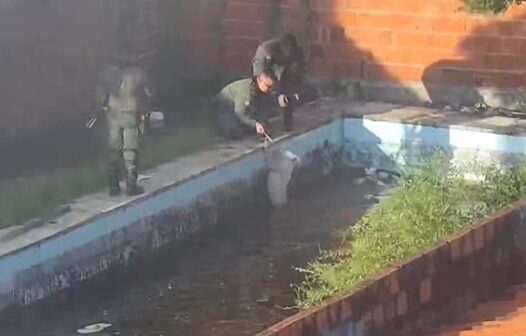 Cachorro é resgatado após ficar preso em piscina de casa abandonada em Fortaleza; vídeo