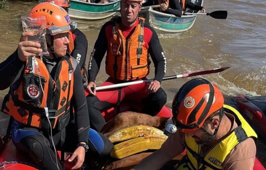 Égua Caramelo é resgatada de telhado de casa no Rio Grande do Sul