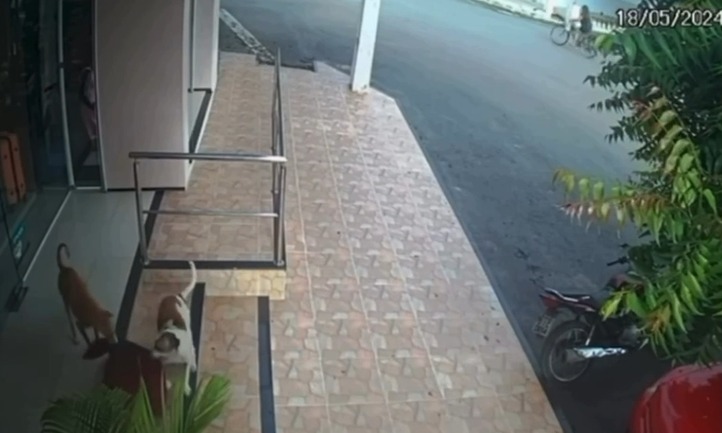 Cachorros são flagrados “furtando” tapete de loja no Ceará; vídeo