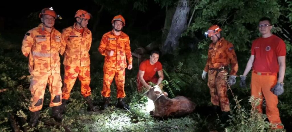 Bezerro é resgatado após cair em poço no município de Horizonte