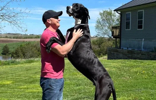 Cão mais alto do mundo morre apenas seis dias após receber o título do ‘Guinness’