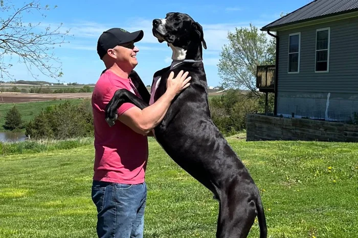 Cão mais alto do mundo morre apenas seis dias após receber o título do ‘Guinness’