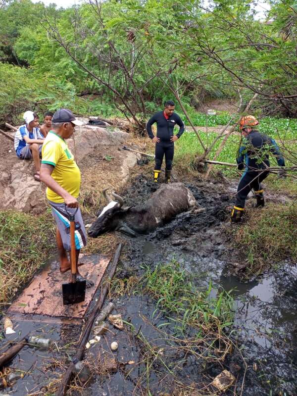 Corpo de Bombeiros resgatou vacas em Crateús e Mucambo