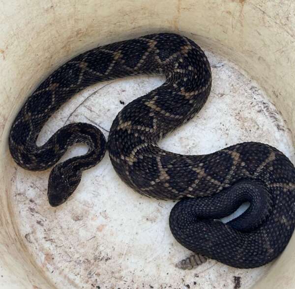 Duas jiboias e uma cobra coral são resgatadas por policiais no Ceará