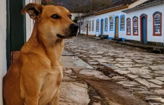 De patrimônio nacional a protagonista: cachorro caramelo ganhará filme da Netflix