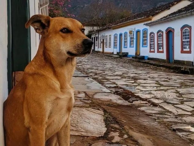 De patrimônio nacional a protagonista: cachorro caramelo ganhará filme da Netflix