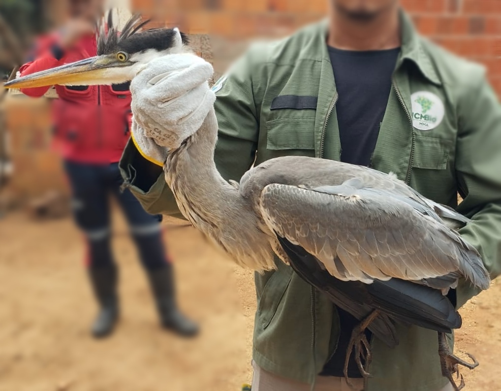 Maior espécie de garça do Brasil é resgatada em Viçosa do Ceará