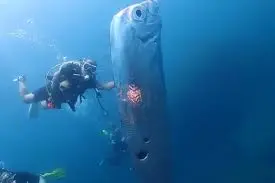 Peixe-Remo: conheça o ‘Peixe do Fim do Mundo’ e as lendas ligadas a desastres naturais