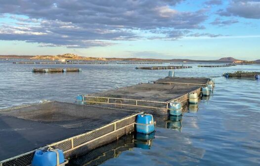 Aquicultura no Ceará alcança novo patamar em 2023 e impulsiona exportações, revela relatório