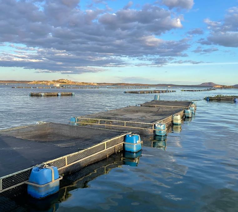 Aquicultura no Ceará alcança novo patamar em 2023 e impulsiona exportações, revela relatório