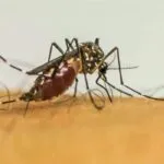 Infestação de dengue em Fortaleza registra menor índice do ano, abaixo de 1%