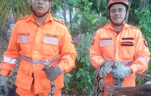 Em um dia, Corpo de Bombeiros resgata 30 cobras, no Ceará