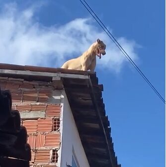 Bombeiros resgatam cachorro de telhado no bairro Aerolândia, em Fortaleza