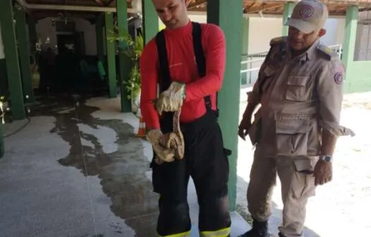 Bombeiros resgatam jiboia encontrada por vigilante em escola de Maranguape, no Ceará