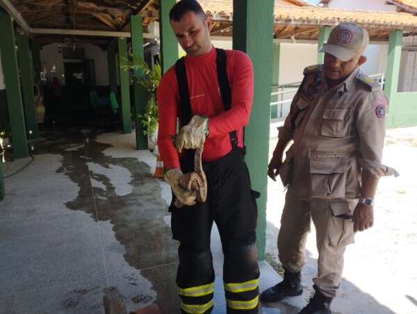 Bombeiros resgatam jiboia encontrada por vigilante em escola de Maranguape, no Ceará