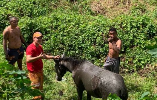 Cavalo preso em canal no bairro Passaré, em Fortaleza, é resgatado por bombeiros