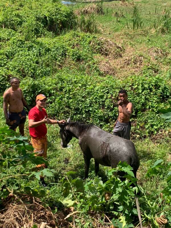 Cavalo preso em canal no bairro Passaré, em Fortaleza, é resgatado por bombeiros