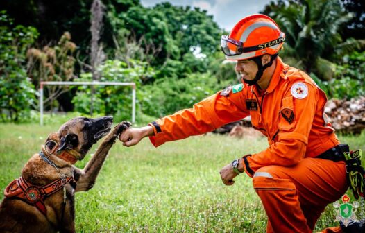 Mais de 6 mil animais foram resgatados nos primeiros seis meses de 2024 no Ceará